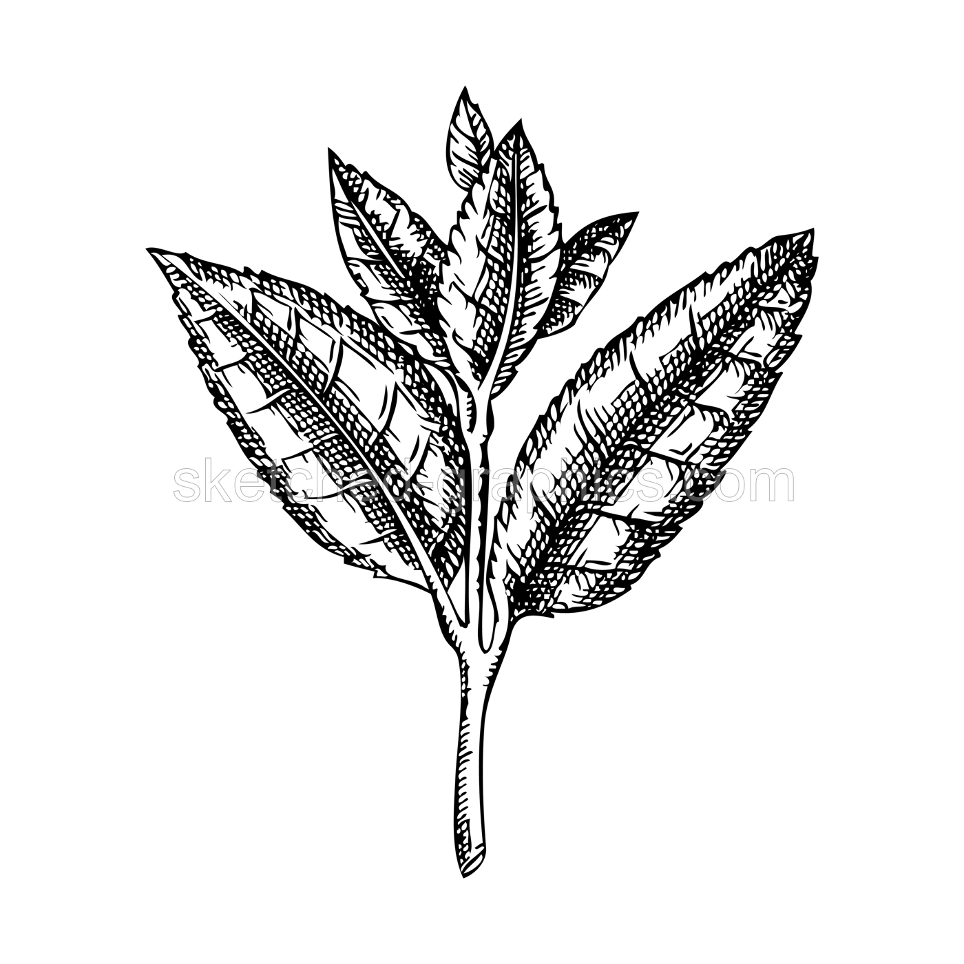 Hand-sketched tea leaves illustrations. Vector sketch of tea plant isolated on white. Vintage Camelia leaves drawing for tea brands, packaging, logos design Illustration